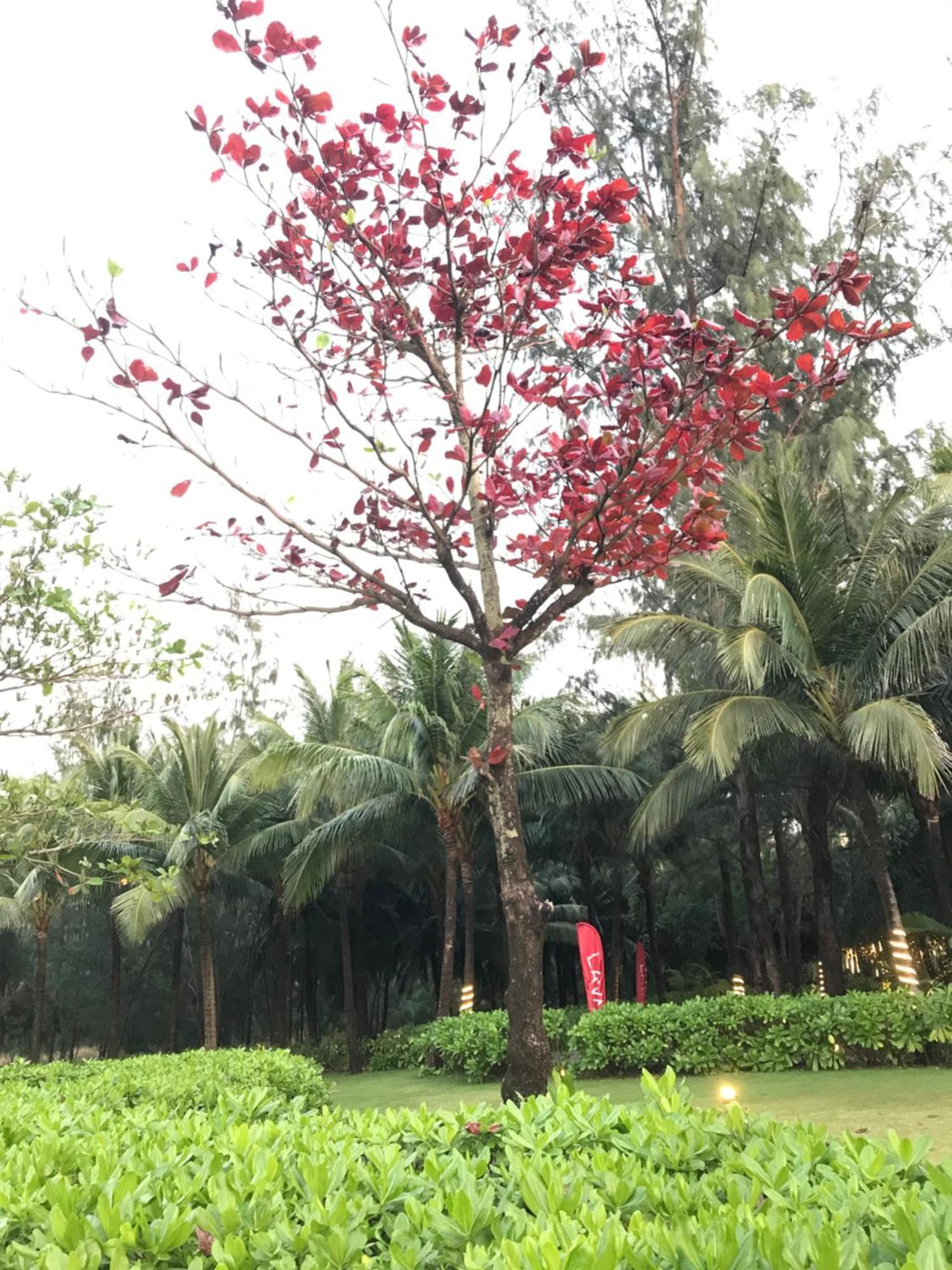 Kalia Hotel Phú Quốc-sziget Kültér fotó